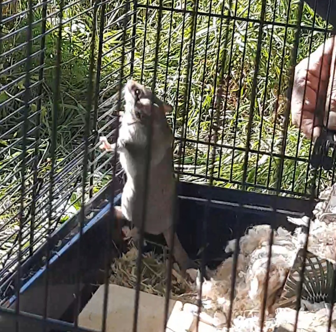 Gartenschläfer im Käfig