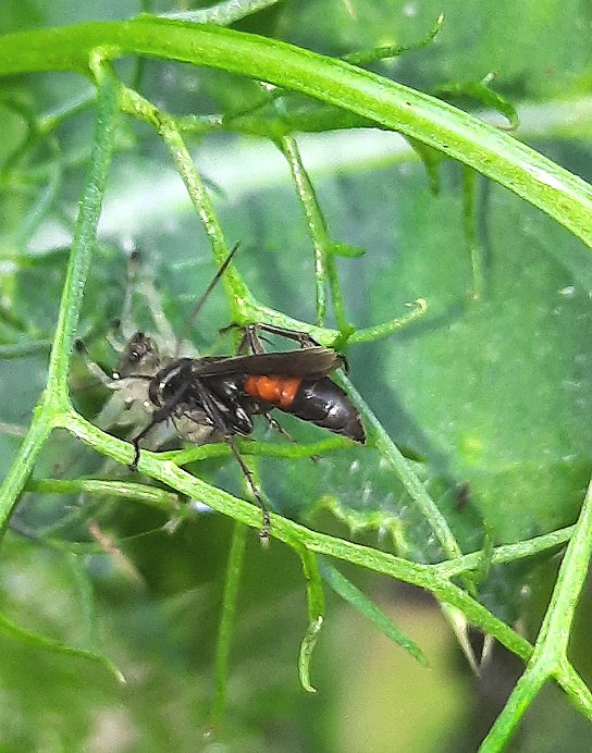 Wegwespe mit Krabbenspinne als Beute