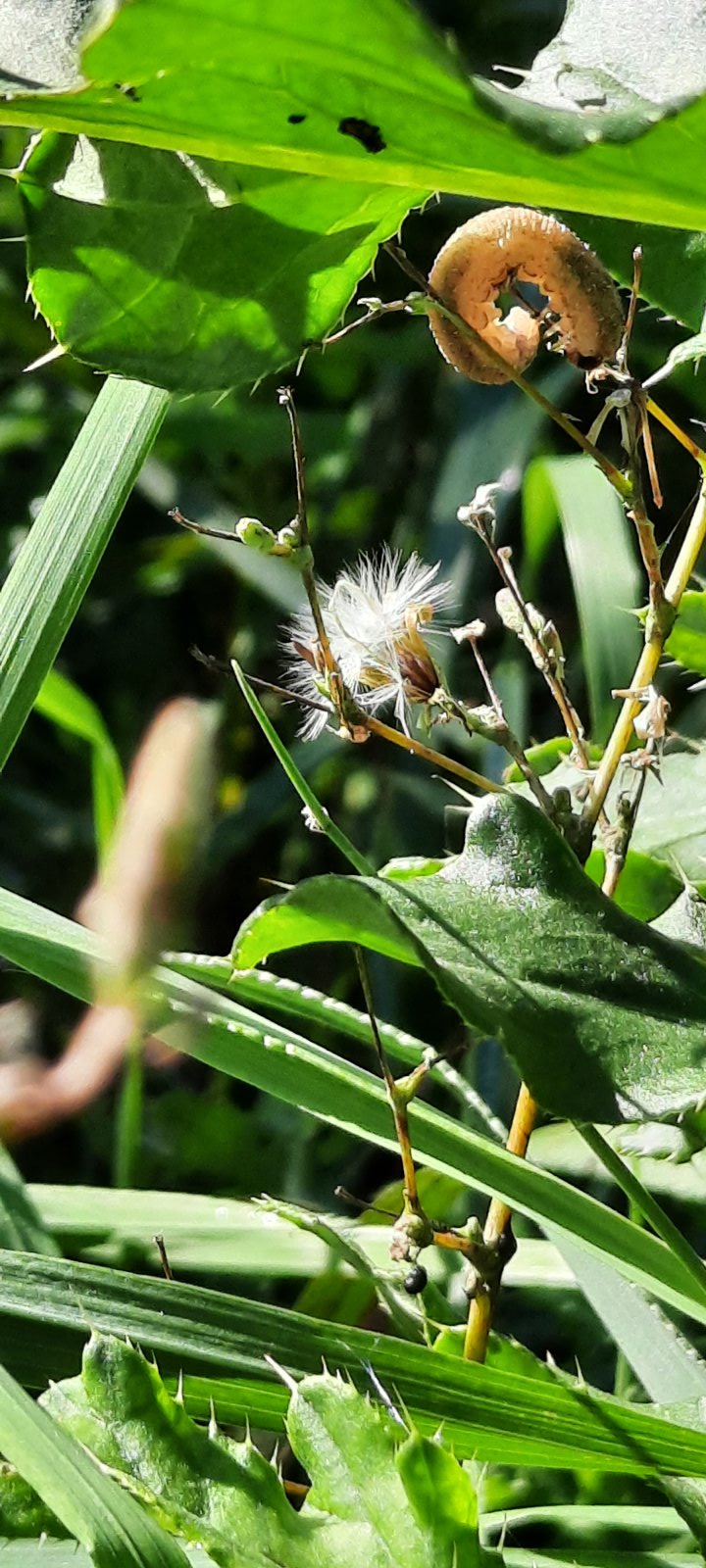 Wohl die Larve einer Blattwespe