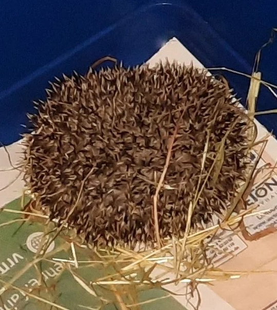 Zusammengerollter Igel im Käfig