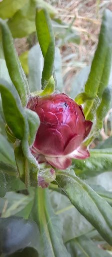 Strohblume kurz vor der Blüte