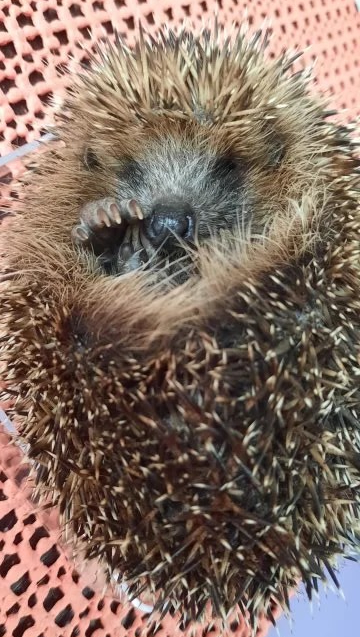 Igel halb zusammen gerollt