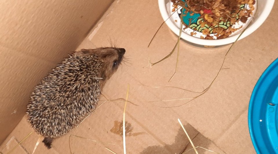 Kleiner Igel läuft auf Futterschale zu
