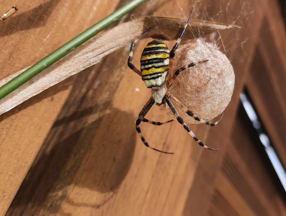 Wespenspinne sitzt am Konkon