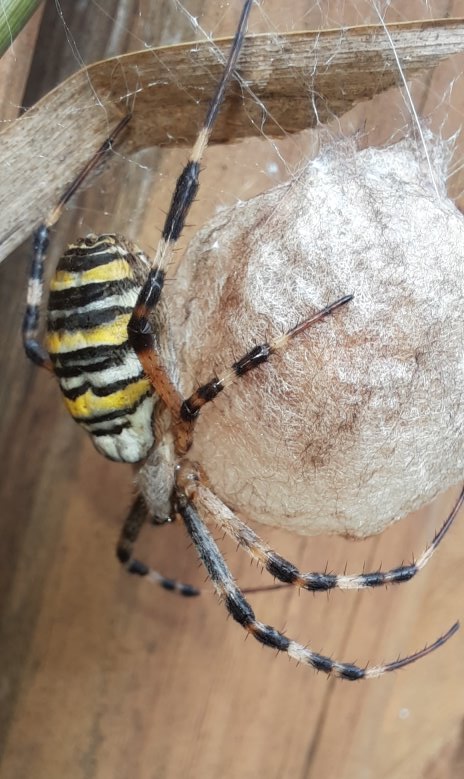 Wespenspinne sitzt am Konkon