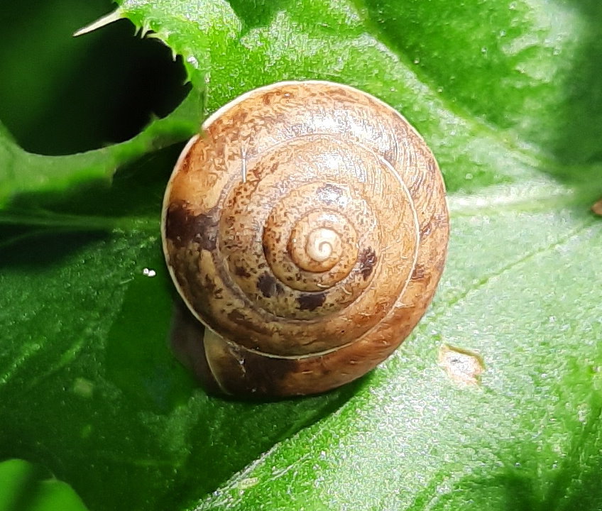 Kantige Laubschnecke