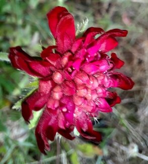 Rote Acker-Witwenblume