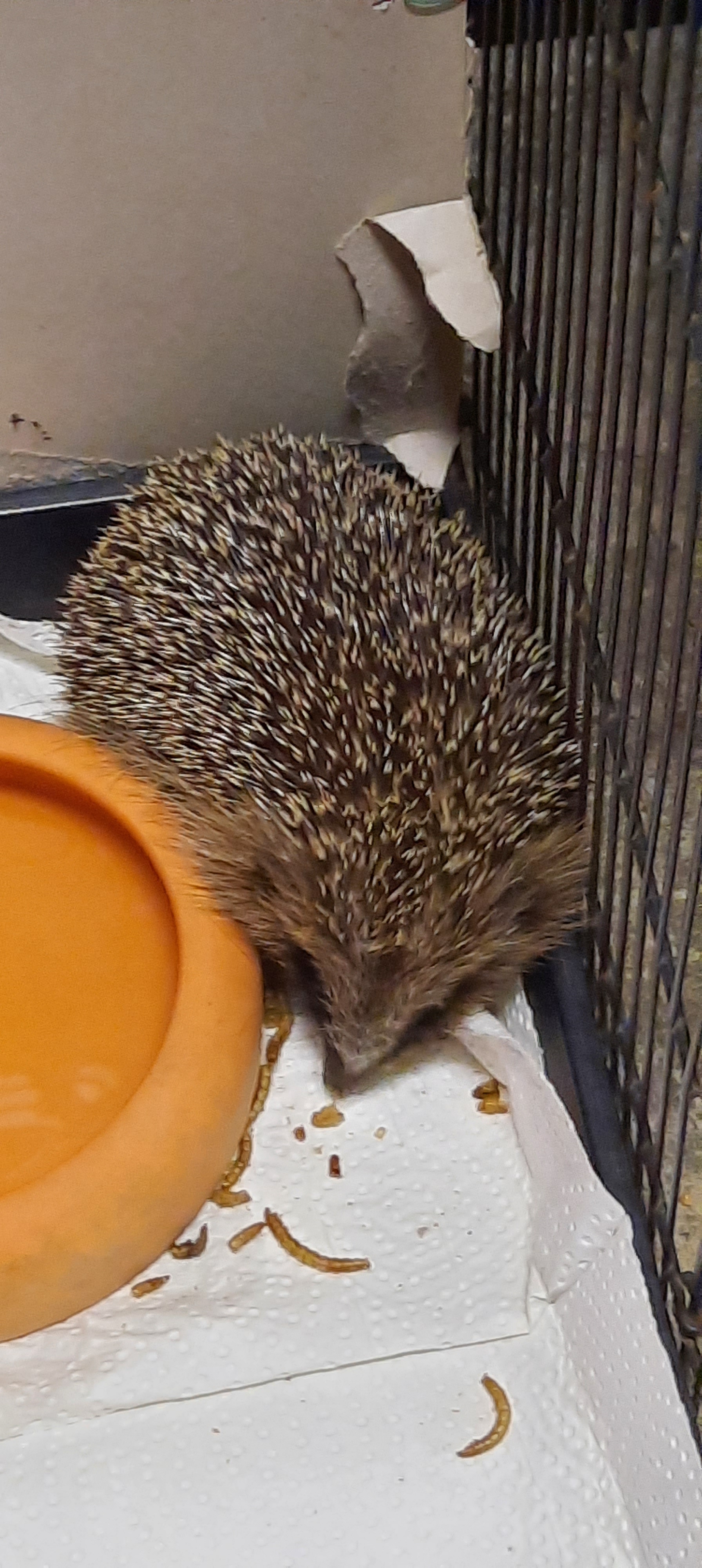 Igel im Käfig frisst Mehlwürmer