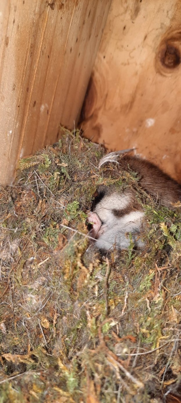 Gartenschläfer im Nistkasten