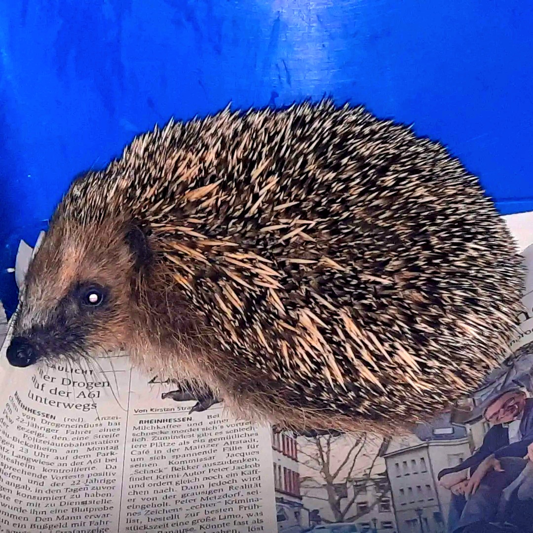 Igel im Käfig