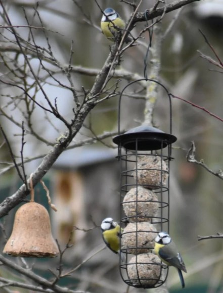 blaumeisen-1769982118-e1704646505116