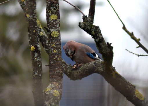 eichelhaeher-mit-nuss-1