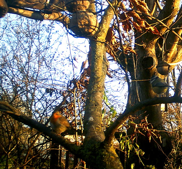 Rotkehlchen und Meise