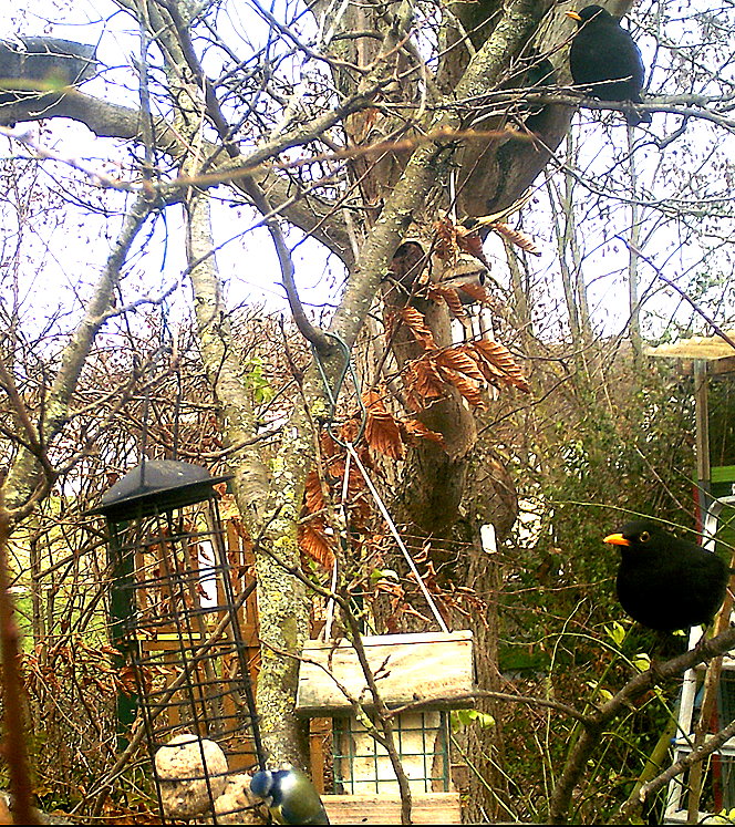 Schwarzamseln und Blaumeise an Futterstelle