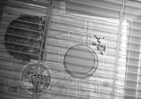 Pflege-Igel im Käfig