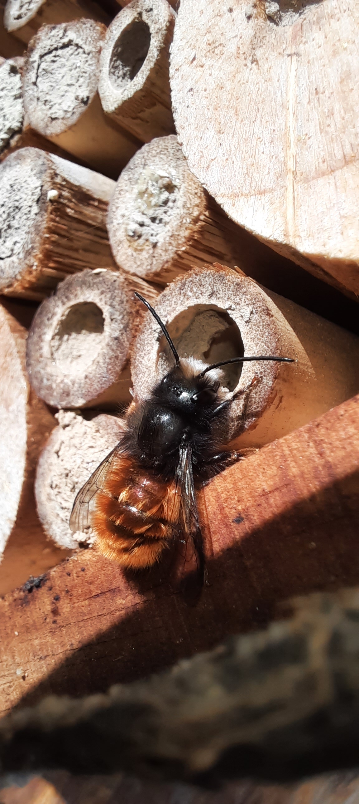 Gehörnte Mauerbiene an Nisthilfe