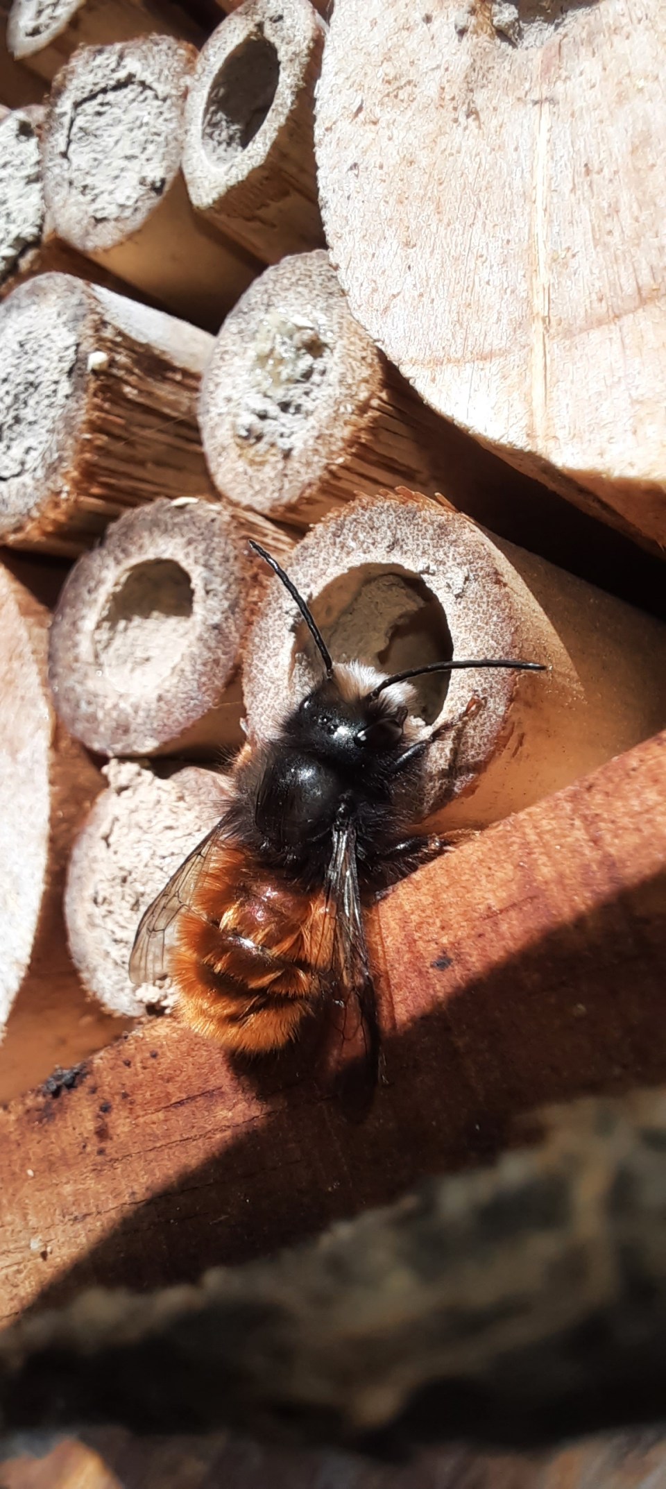 Gehörnte Mauerbiene an Nisthilfe