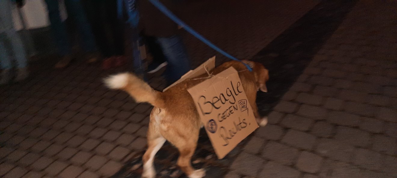 Beagle gegen Rechts!