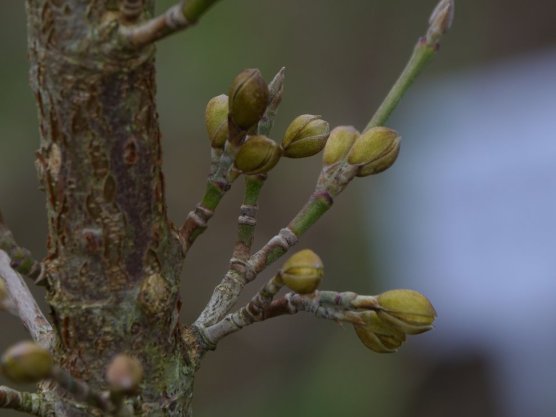 Knospen der Kornelkirsche