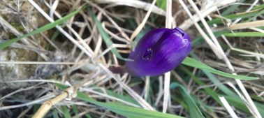 Krokus blau