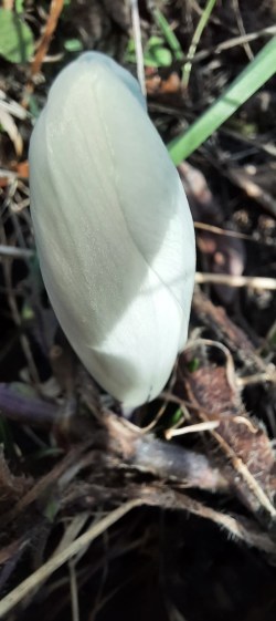 Krokus weiß