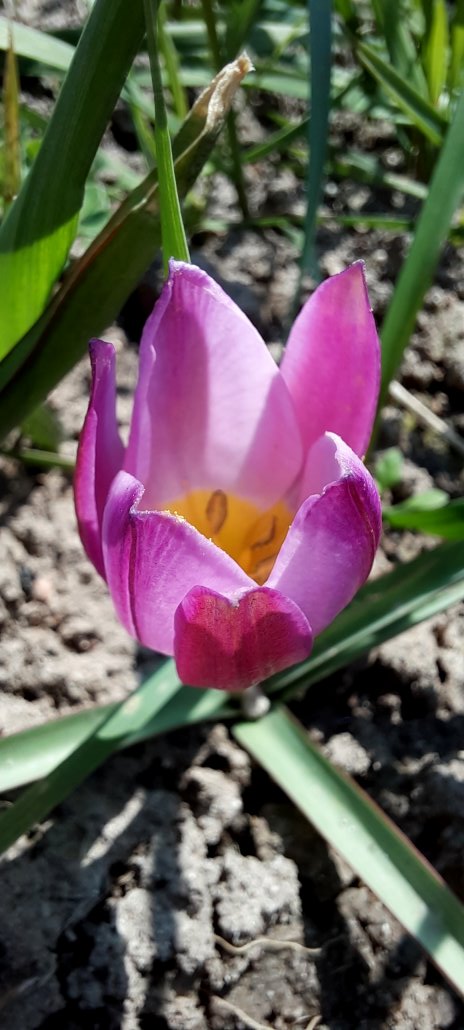 Zwergtulpe