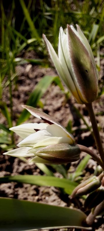 Zweiblütige Tulpe