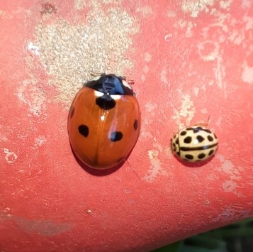 Siebenpunkt-Marienkäfer und Sechzehnpunkt