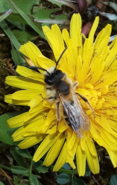 Weiße Bindensandbiene auf Löwenzahnblüte