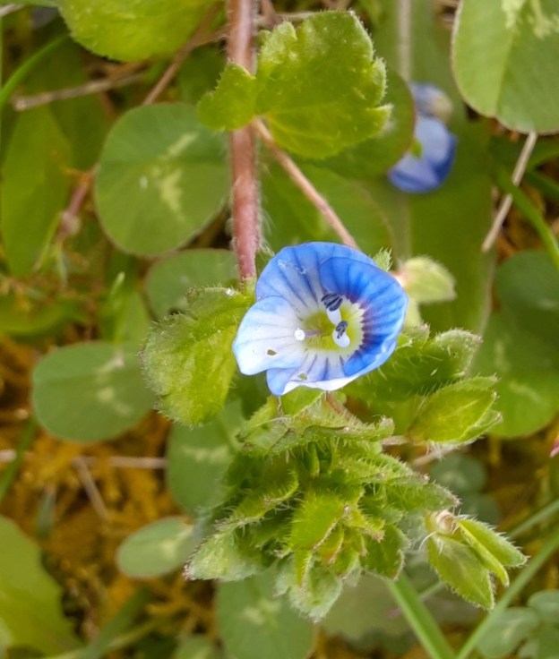 Persischer Ehrenpreis