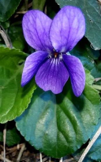 Wohlriechendes Veilchen