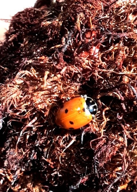 Variabler Flach-Marienkäfer an Pflanzengalle