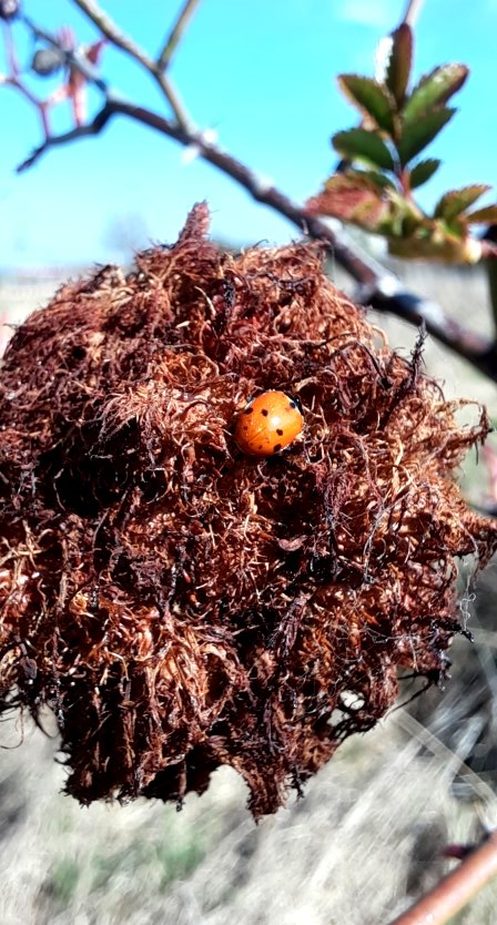 Eine Galle an der Wildrose