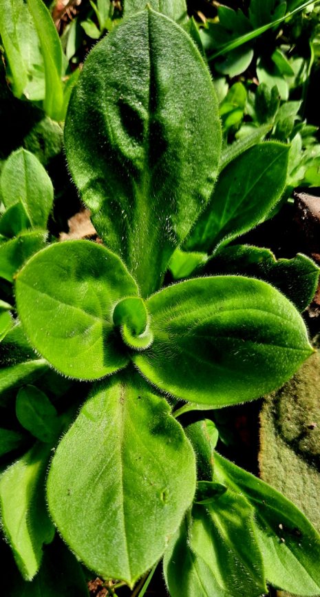 Rosette von Roter Lichtnelke