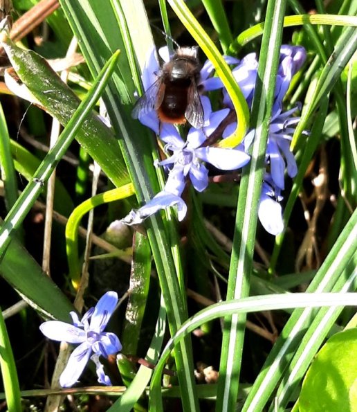Blaustern mit Gehörtner Mauerbiene