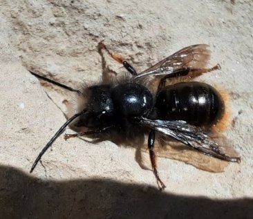 Gehörtne Mauerbiene - ein altes Männchen
