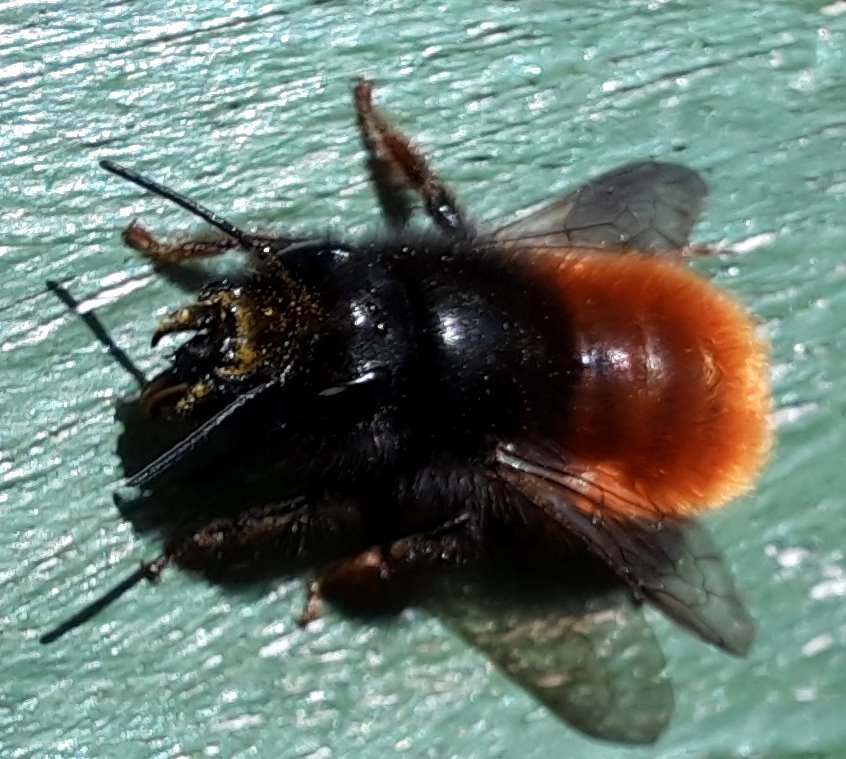 Gehörtne Mauerbiene - ein Weibchen