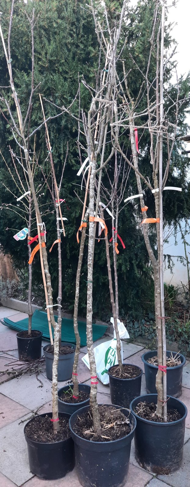 Obstbäume Streuobstwiese