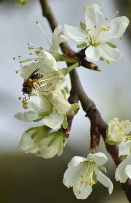 Evtl. eine Rotbeininge Körbchensandbiene