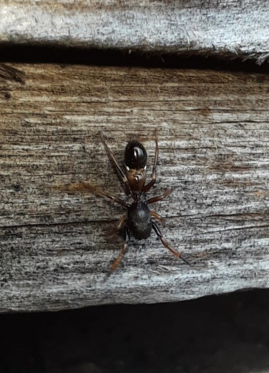 Zwergameisenspringer