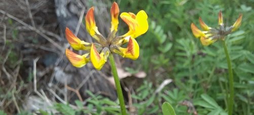 Blüte des Hufeisenklees