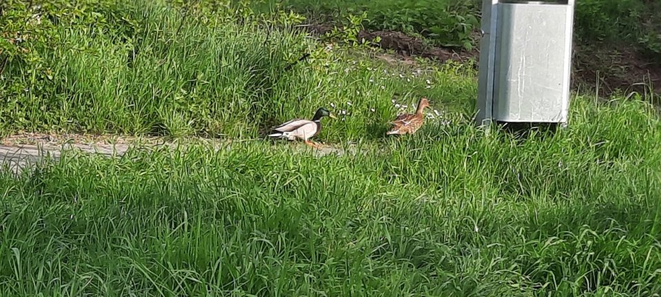 Stockentenpaar läuft über Weg