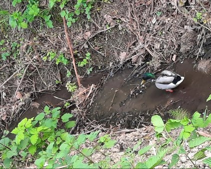 Stockenten-Paar in Graben