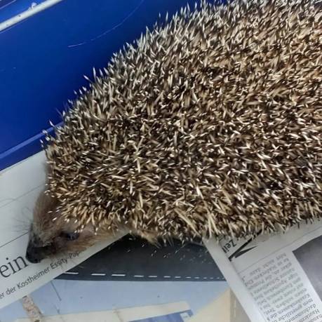 Igel im Käfig