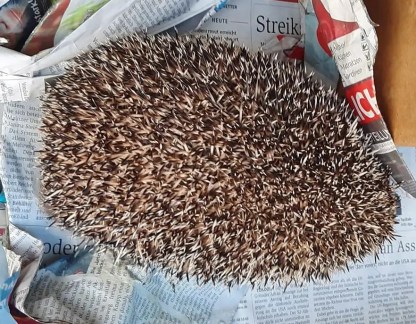 Igel im Käfig von oben