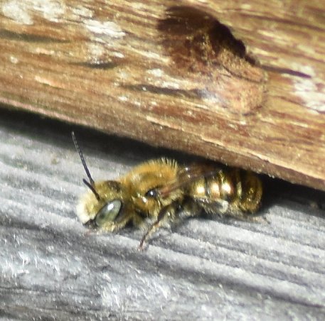 Baugrüne Mauerbiene