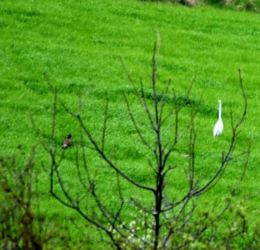 Blick in die Nachbarschaft: Ein Silberreiher und ein Fasan