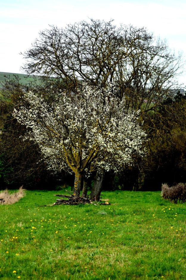 Pflaumenbäume und ein alter Walnussbaum