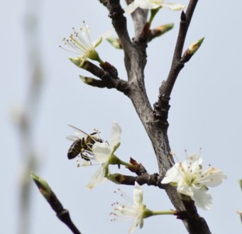 Das große Summen an den Pflaumen-Blüten