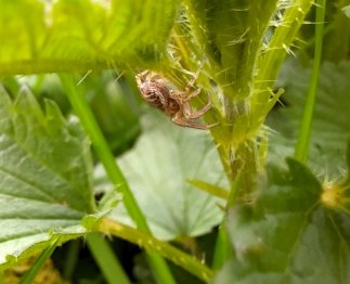 Wahrscheinlich eine Buschkrabbenspinne